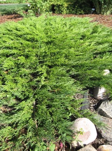 juniperus-sabina-calgary-carpet