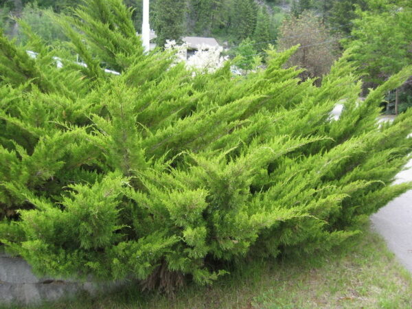 juniperus-sabina-savin-juniper