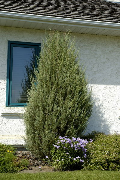 juniperus-scopulorum-cologreen-juniper