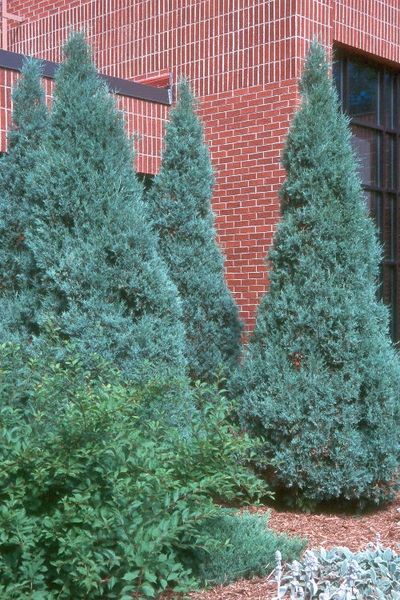 juniperus-scopulorum-medora-juniper