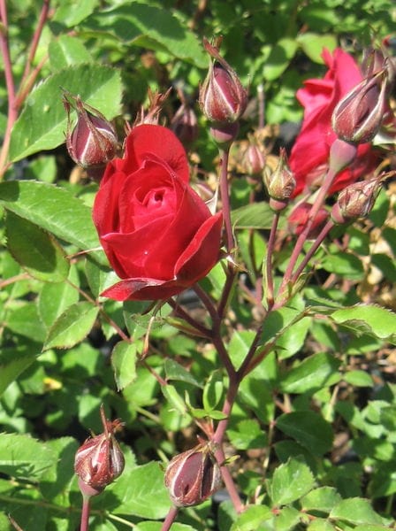 rosa-adelaide-hoodless-rose-bloom
