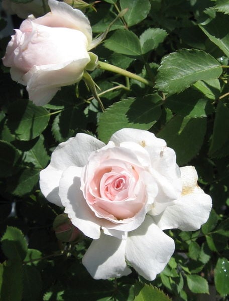 rosa-bloom-morden-blush-rose