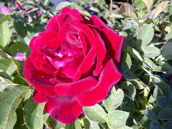 rosa-cuthbert-grant-rose
