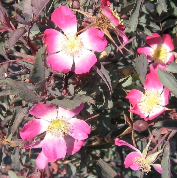 rosa-rubrifolia-bloom-red-leaf-rose