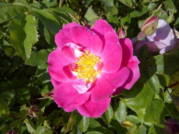 rosa-william-baffin-william-baffin-rose