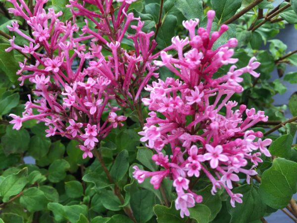 syringa-bloomerang-dwarf-pink-lilac
