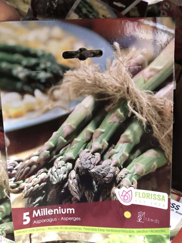 asparagus-millenium-bulb-florissa