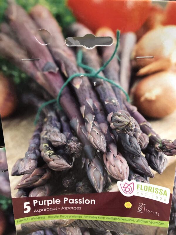 asparagus-purple-passion-bulb-florissa