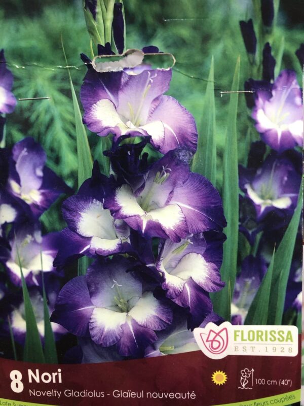 gladiolus-nori-bulb-florissa