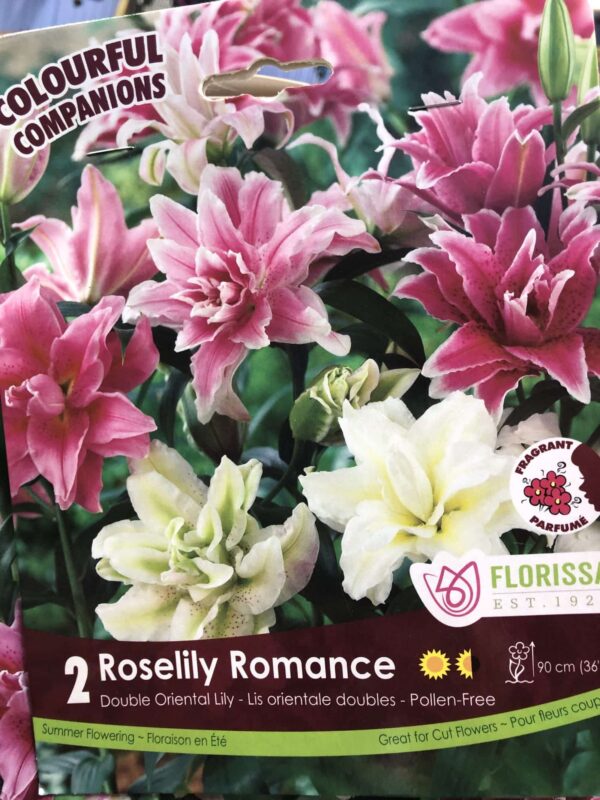 lily-oriental-roselily-romance-bulb-florissa