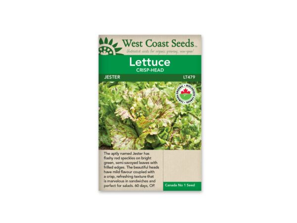 lettuce-crisp-head-jester-west-coast-seeds
