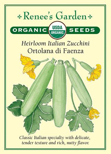 squash-heirloom-italian-zucchini-ortolana-di-faenza-renees-garden