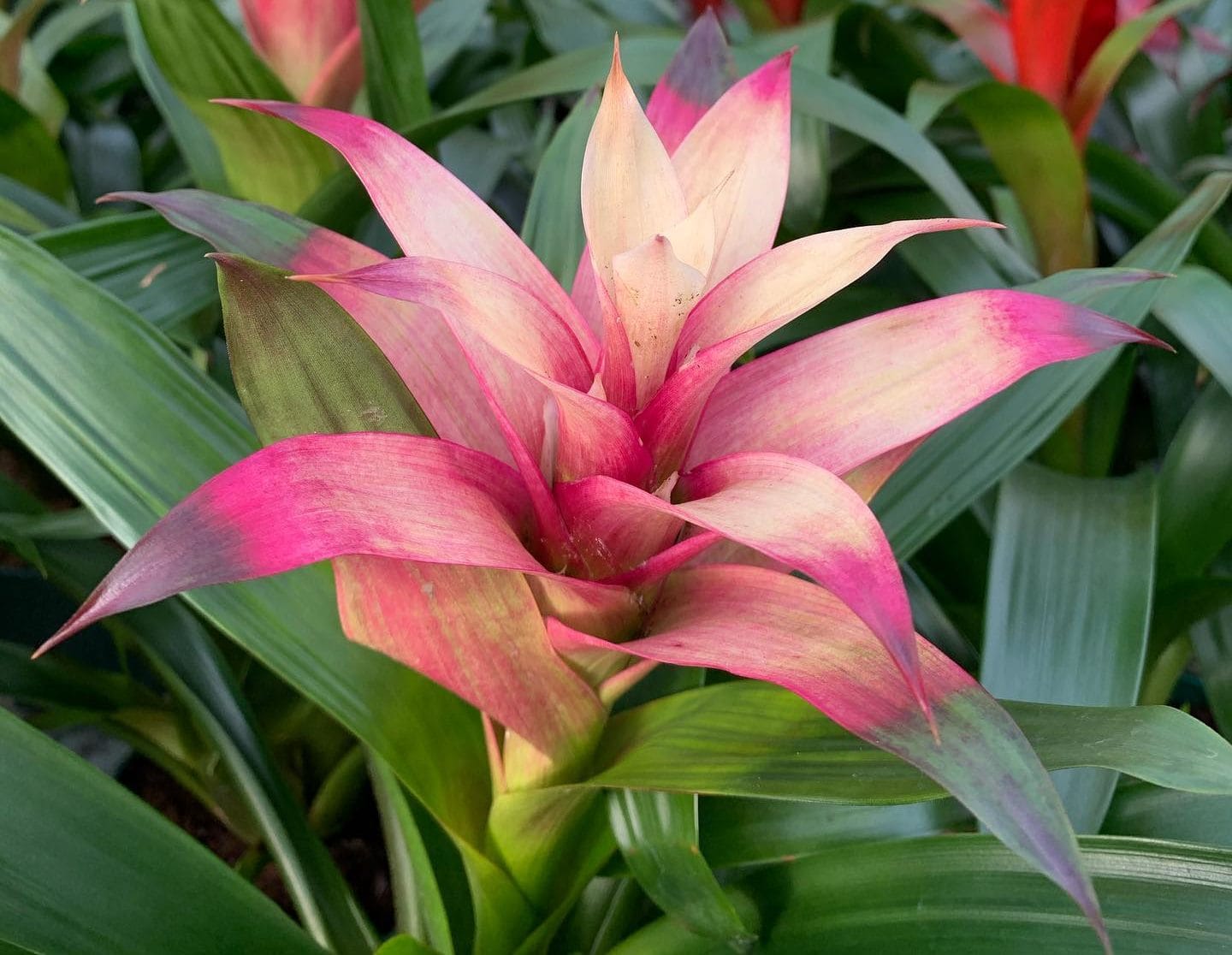 tropical-plants-calgary-reddeer