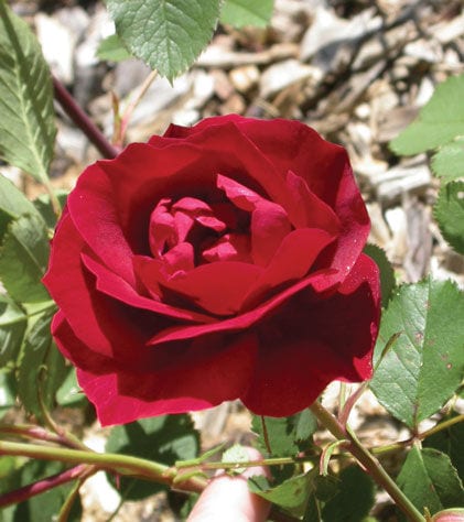 rosa-emily-carr-rose