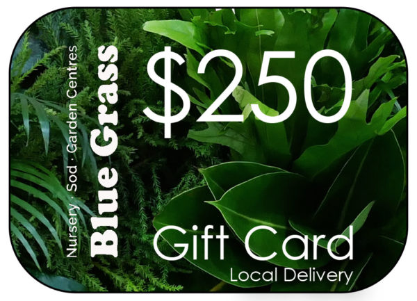 blue-grass-gift-card-250-delivery