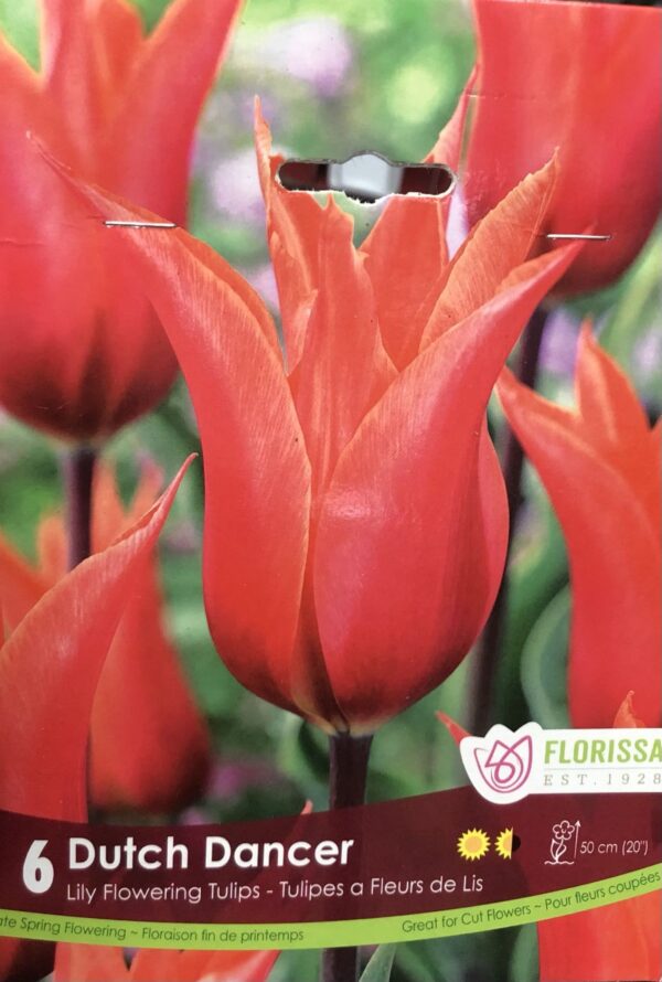 fall-bulbs-lily-flowering-tulips-dutch-dancer