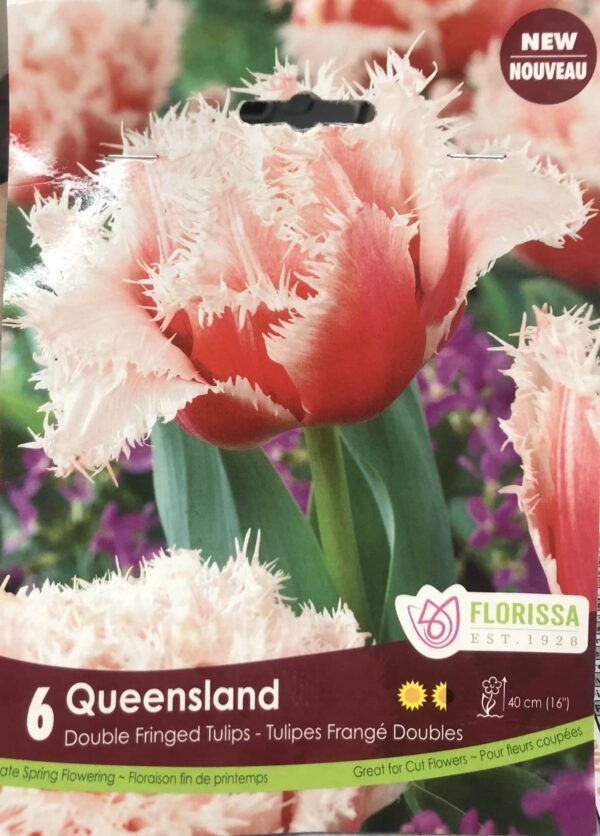 fall-bulbs-tulips-double-fringed-queensland