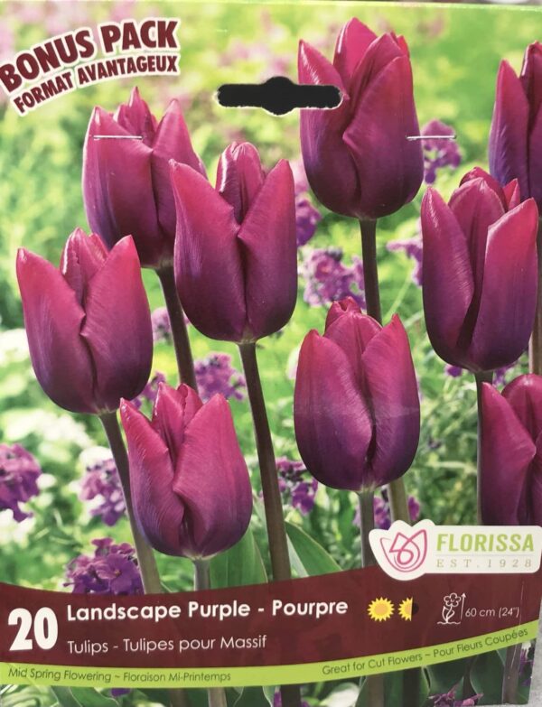fall-bulbs-tulips-landscape-purple