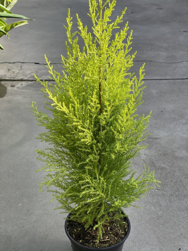 cupressus-macrocarpa-lemon-cypress