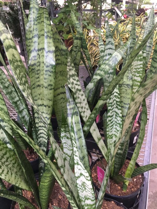 sansevieria-trifasciata-snake-plant-