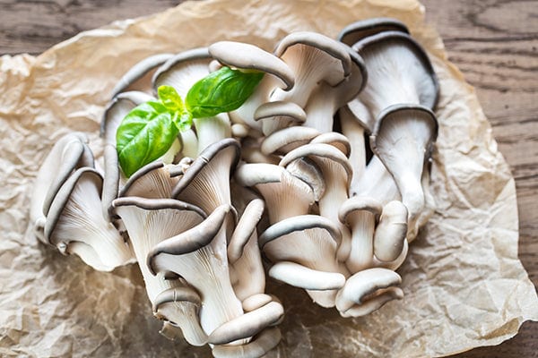 blue-oyster-mushroom-growing-kit
