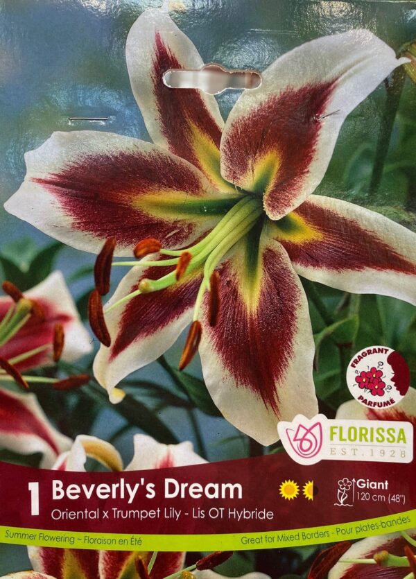 spring-bulb-beverlys-dream-oriental-x-trumpet-lily-florissa