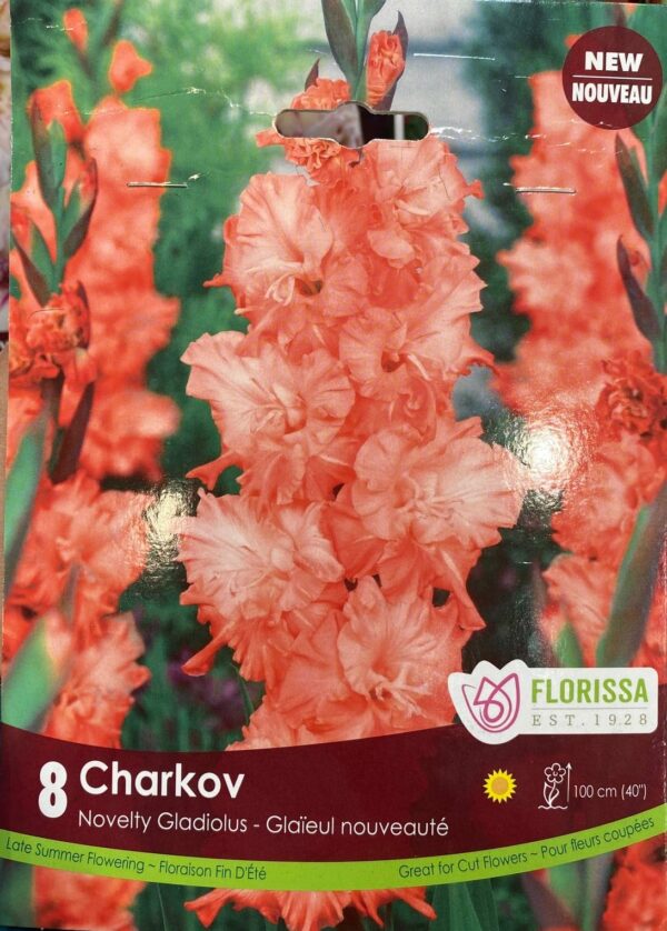 spring-bulb-charkov-novelty-gladiolus-florissa
