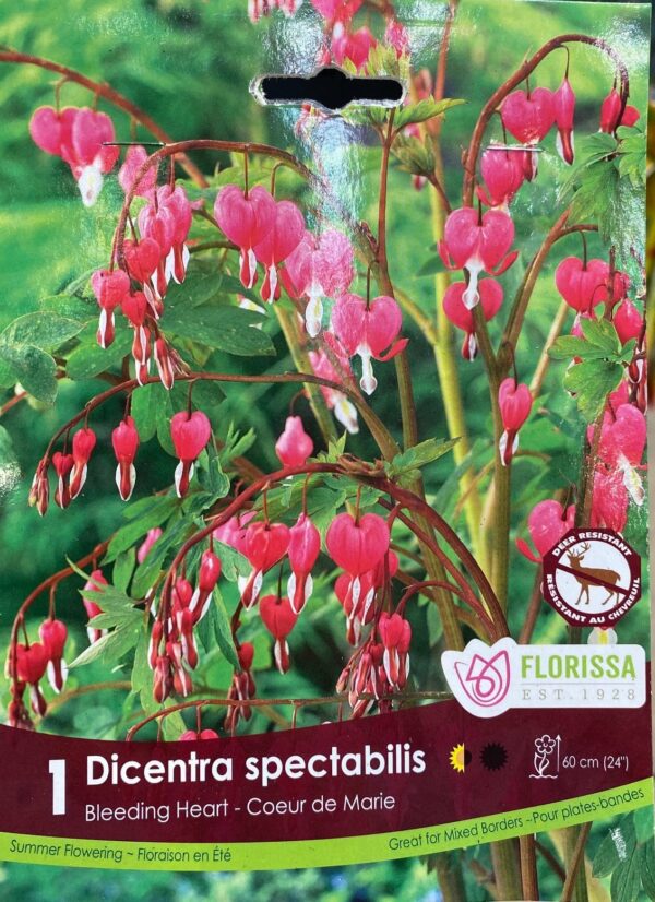 spring-bulb-dicentra-spectabilis-bleeding-heart-florissa