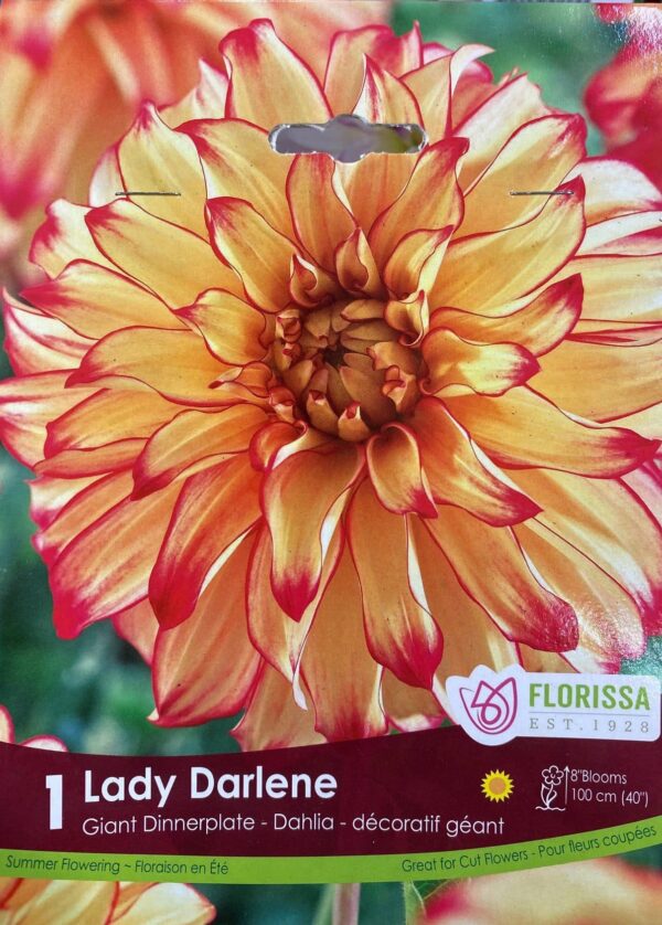 spring-bulb-lady-darlene-giant-dinnerplate-dahlia-florissa