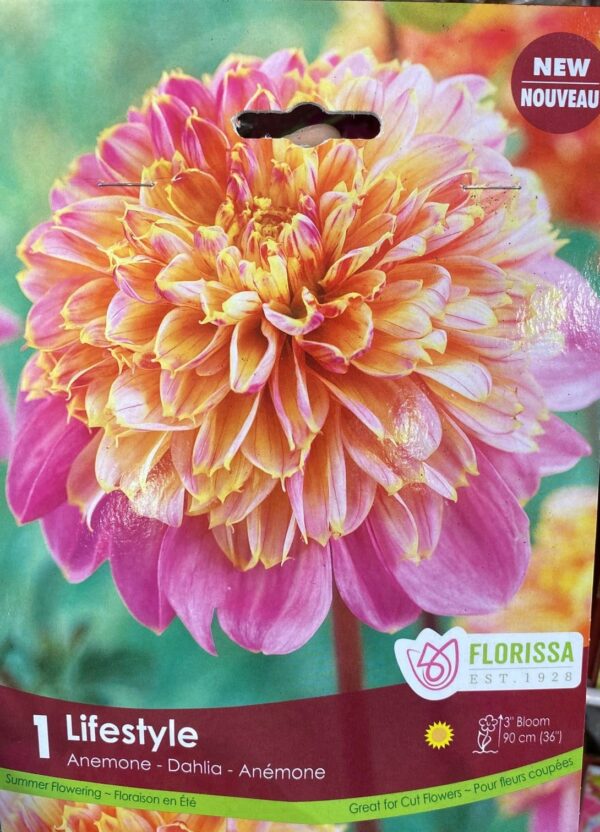 spring-bulb-lifestyle-anemone-dahlia-florissa