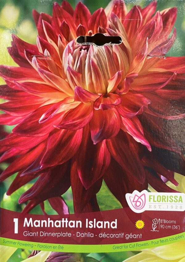 spring-bulb-manhattan-island-giant-dinnerplate-dahlia-florissa