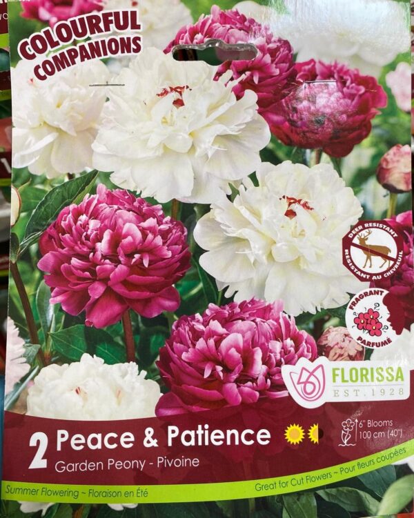 spring-bulb-peace-patience-garden-peony-florissa