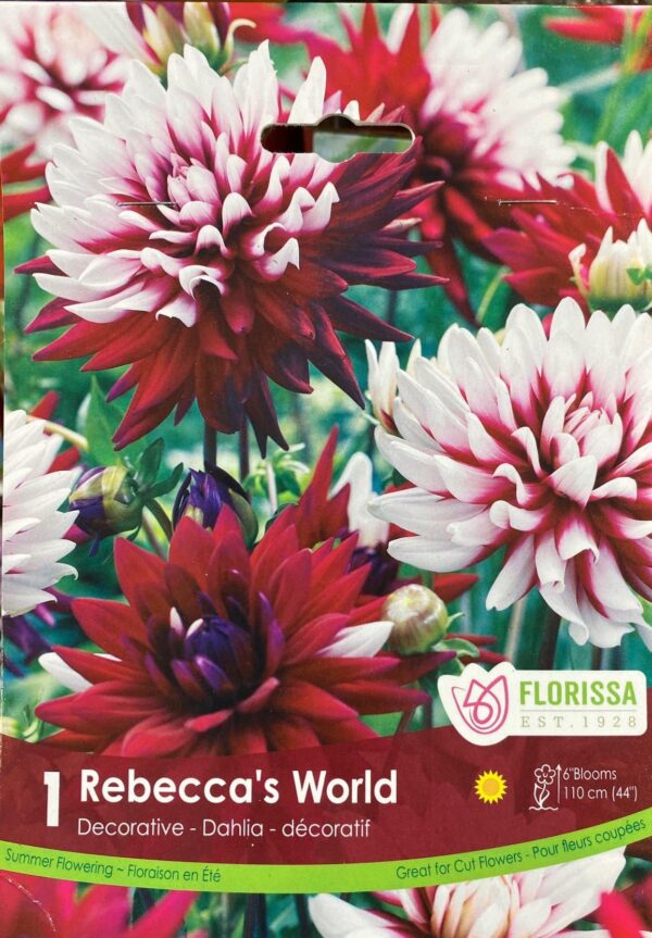 spring-bulb-rebeccas-world-decorative-dahlia-florissa