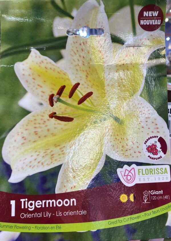 spring-bulb-tigermoon-oriental-lily-florissa
