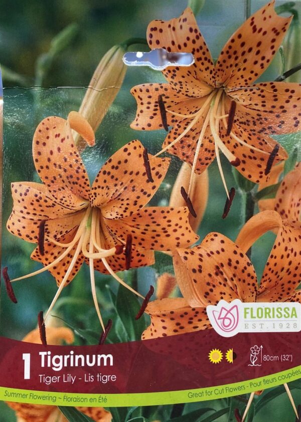 spring-bulb-tigrinum-tiger-lily-florissa