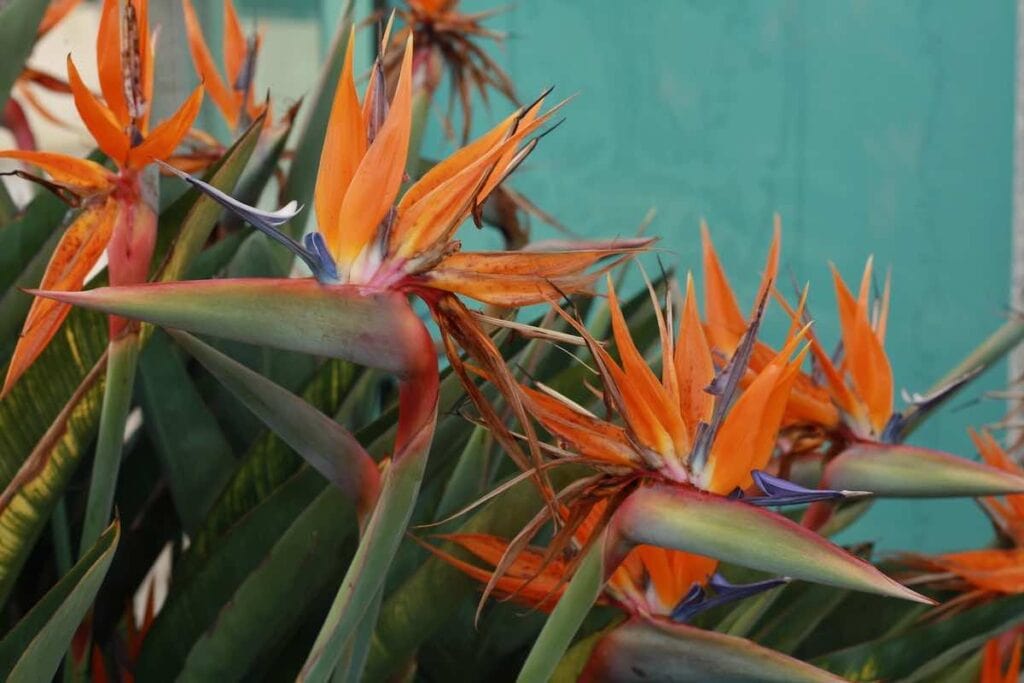 How to Grow and Care for Strelitzia Plant (Bird of Paradise)
