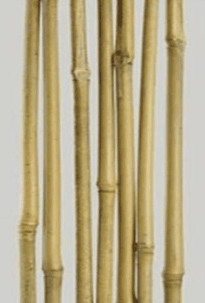 bamboo-stake