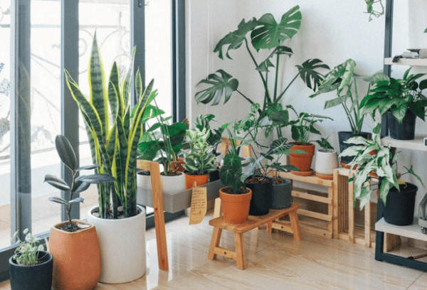 indoor-plants-basics-seminar