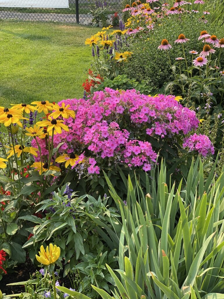 Getting Started with Perennials and Annuals